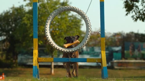 Perro saltando a través de una rueda, cámara ultra Cámara lenta