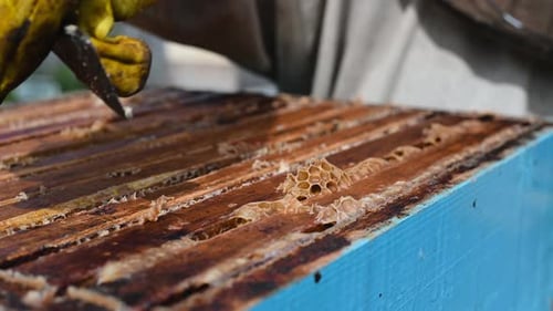 Close Up View of Beekeeper Remove Beeswax From Honeycomb with Brood Nests and Bees on It