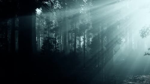 Tronco de árbol negro en un bosque de pinos oscuros