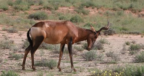Red Hartebeest in Kalahari South Africa