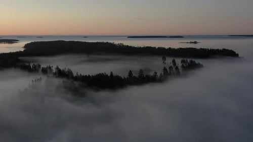 Thick Forest Fog Aerial Hyperlapse