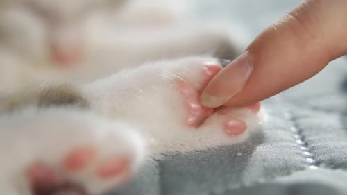 Gentle Touch: Kitten Paw Close Up