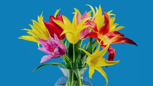 Colorful Tulips Blooming in Glass Vase, close-up