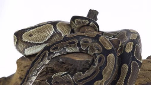 Royal Python or Python Regius on Wooden Snag in Studio Against a White Background.