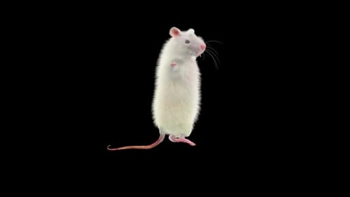 Animated White Mouse Dancing And Balancing With Alpha Channel