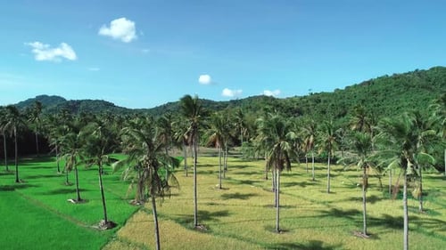 Flying Over Coconut Trees Among Rice Field