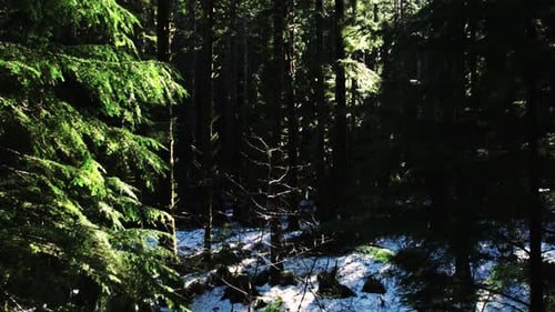 Drone Shot of Wintery Forest with Sunlight
