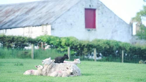 Family Of Sheep Resting On The Green Grass Field In County Antrim, Northern Ireland