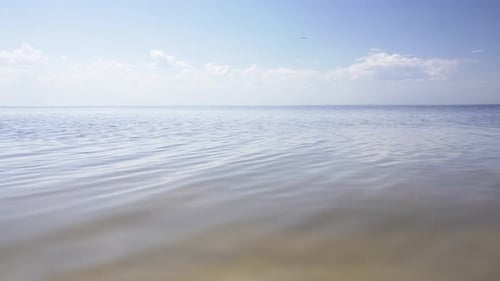 calm seascape. seagull flying over the sea. static, sunny.