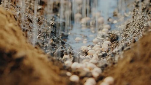 Seeds Lie in the Ground, They Are Abundantly Watered