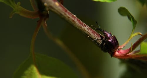 Macro of a beautiful male rainbow stag beetle on the tree