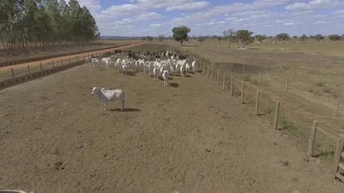 005 Pecuaria De Corte