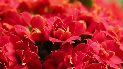 Timelapse of Blooming Red Flower