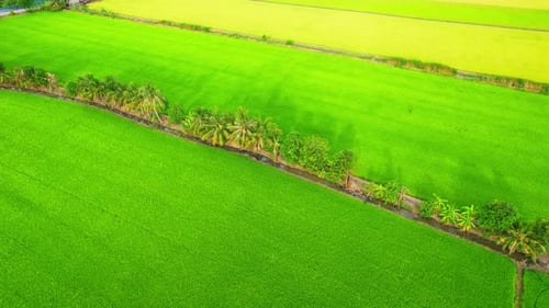 The sapling of the green rice plant. Video of fresh spring rice field