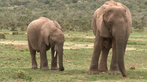 African Elephant (Loxodonta africana) mother with calf, grazing and scraping with foot to make grass