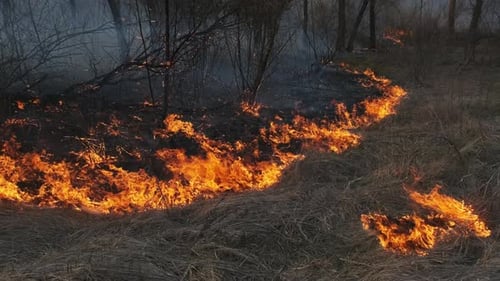 Fire in the Forest Burning Dry Grass Trees Bushes Flame and Smoke Wildfires