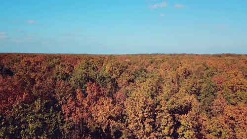 Aerial view of the autumn forest and the wind shaking the top of the trees outdoors.