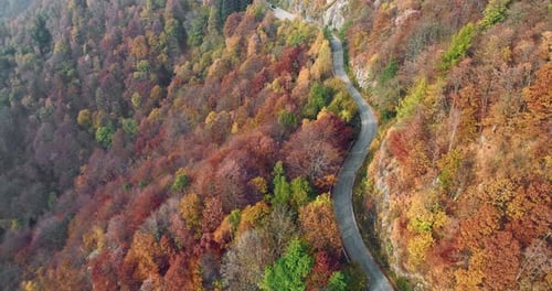 Forward Aerial Top View Over Car Travelling on Road in Colorful Autumn Forest