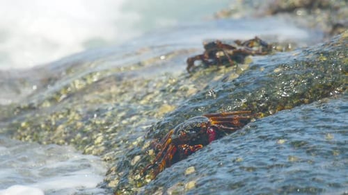 Krabben auf dem Felsen am Strand