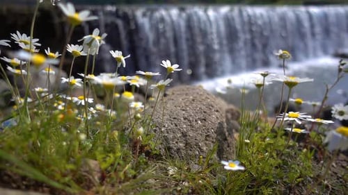 Daisies and Waterfall Flowing in Daytime