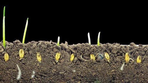 Seed Germination Time Lapse with Root Growth