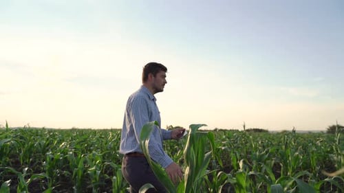 A Farmer Standing in the Corn Field and Using a Tablet