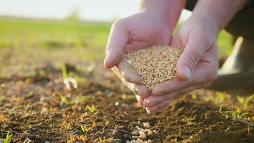 Hands Holding Wheat Seeds in a Field