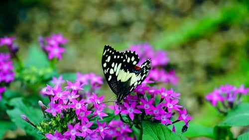 mariposa come néctar cámara lenta