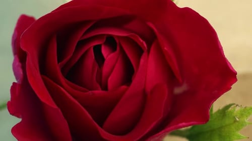 Top View of the Blossoming Petals of a Red Rose Flower Closeup in Timelapse Shooting