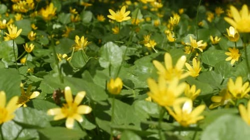 Yellow Wildflowers Blooming in a Sunny Meadow