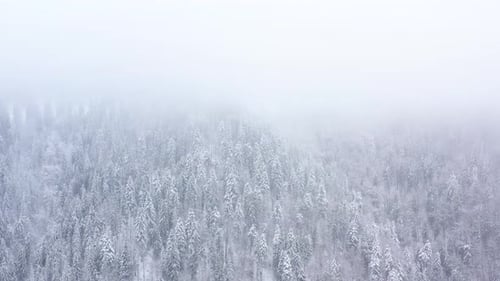 Survol d'une tempête de neige dans une forêt de conifères enneigée