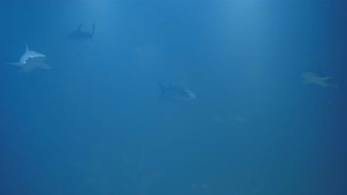 Sharks Swimming Gracefully Underwater in Clear Blue Ocean