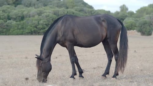 Horse Eating Grass in a Meadow