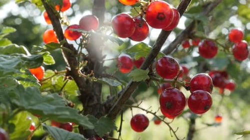 Gros plan d'un arbuste fruitier avec baies de groseilles 4K 2160p 30 images par seconde, vidéo inclinable UltraHD - DOF peu profond