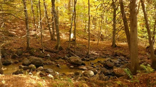 Panoramic shot Autumn landscape water stream flowing in woods, Fall colors Scenery