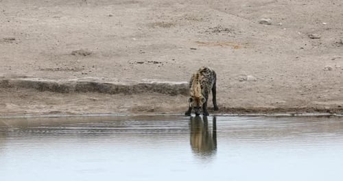 Spotted hyena drinking water Namibia, Africa safari wildlife