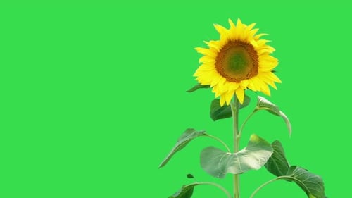 Sonnenblume auf Grün 2