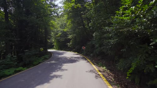 Asphalt road between trees.