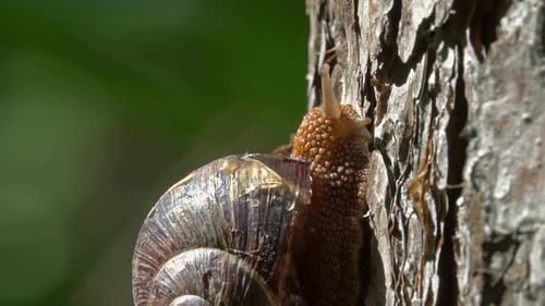 Big Snail in Shell Crawling on Tree in Forest