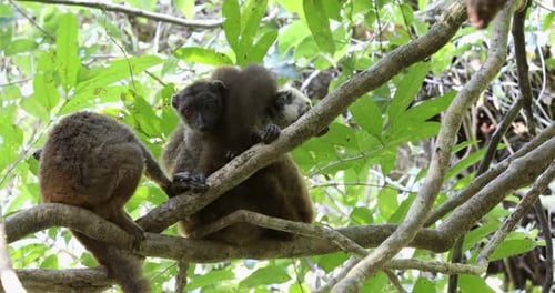 family of white-headed lemur Madagascar wildlife