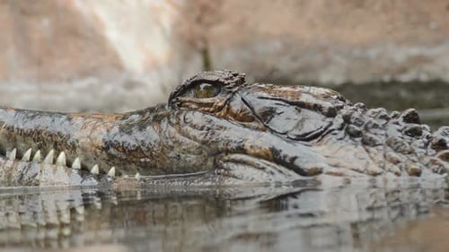 Head of Tomistoma in the River