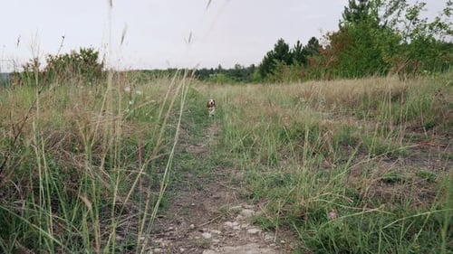 Playful Beagle Puppy Runs Through Grassy Field