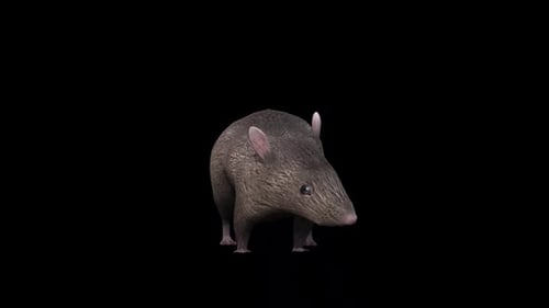 Brown Rat İdle Front View