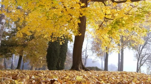 Autumn