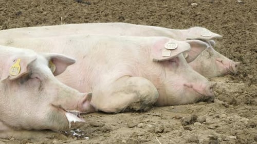 Pigs Lying Down Together in Muddy Farmyard