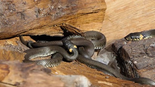 Cluster of Snakes Amongst Wood and Rock