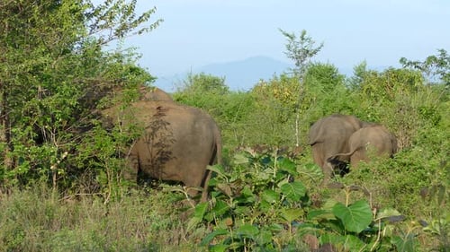 Elephants Feeding Among Lush Green Foliage