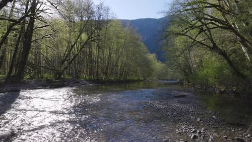 Fluss im grünen Regenwald an einem sonnigen Frühlingstag