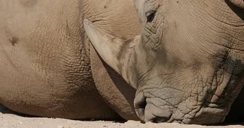 Das weiße Nashorn oder das Breitmaulnashorn (Ceratotherium simum)