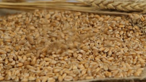Cosecha agrícola de granos de trigo, semillas cosechadas que caen sobre una pila, buena agricultura